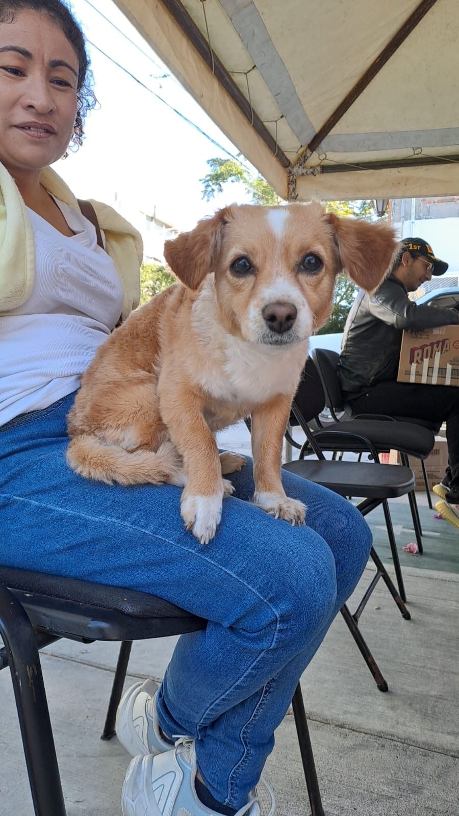 Refuerzan estrategias de bienestar animal con nuevas jornadas gratuitas de esterilización en Aguascalientes