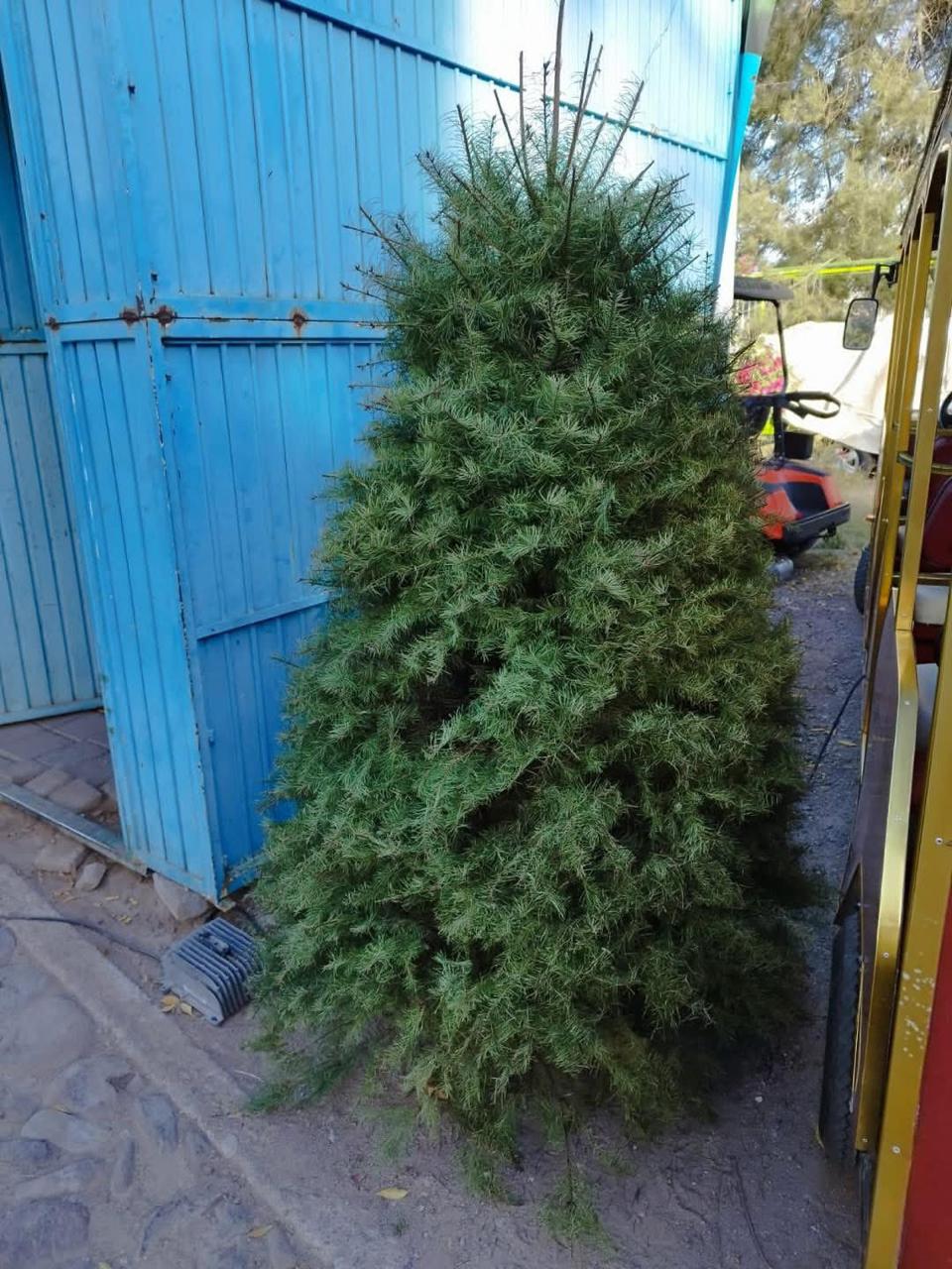 Impulsan el reciclaje navideño: abren centros de acopio para transformar árboles en composta