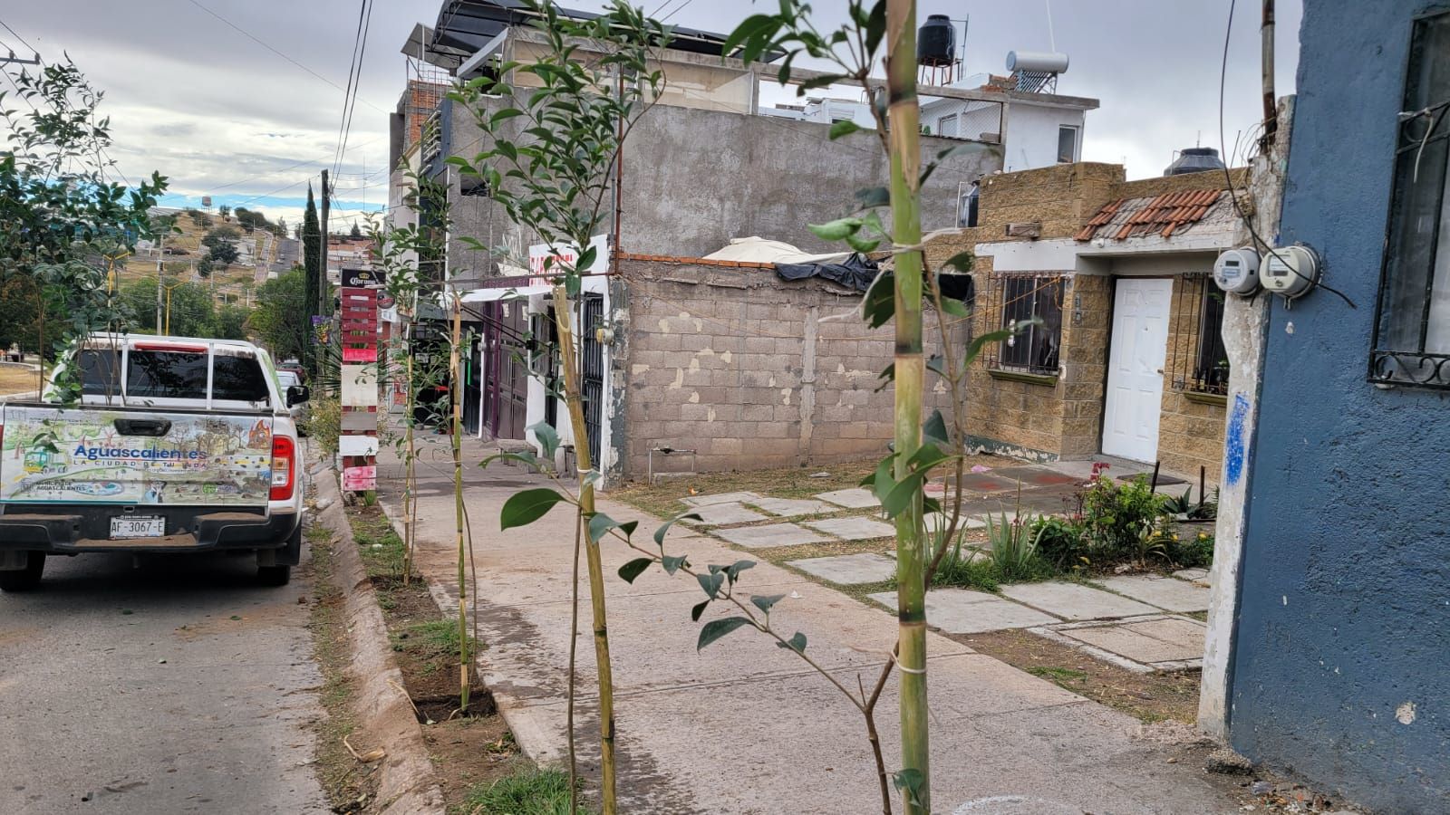 Aguascalientes impulsa la reforestación urbana con el programa “El Árbol de mi Casa”