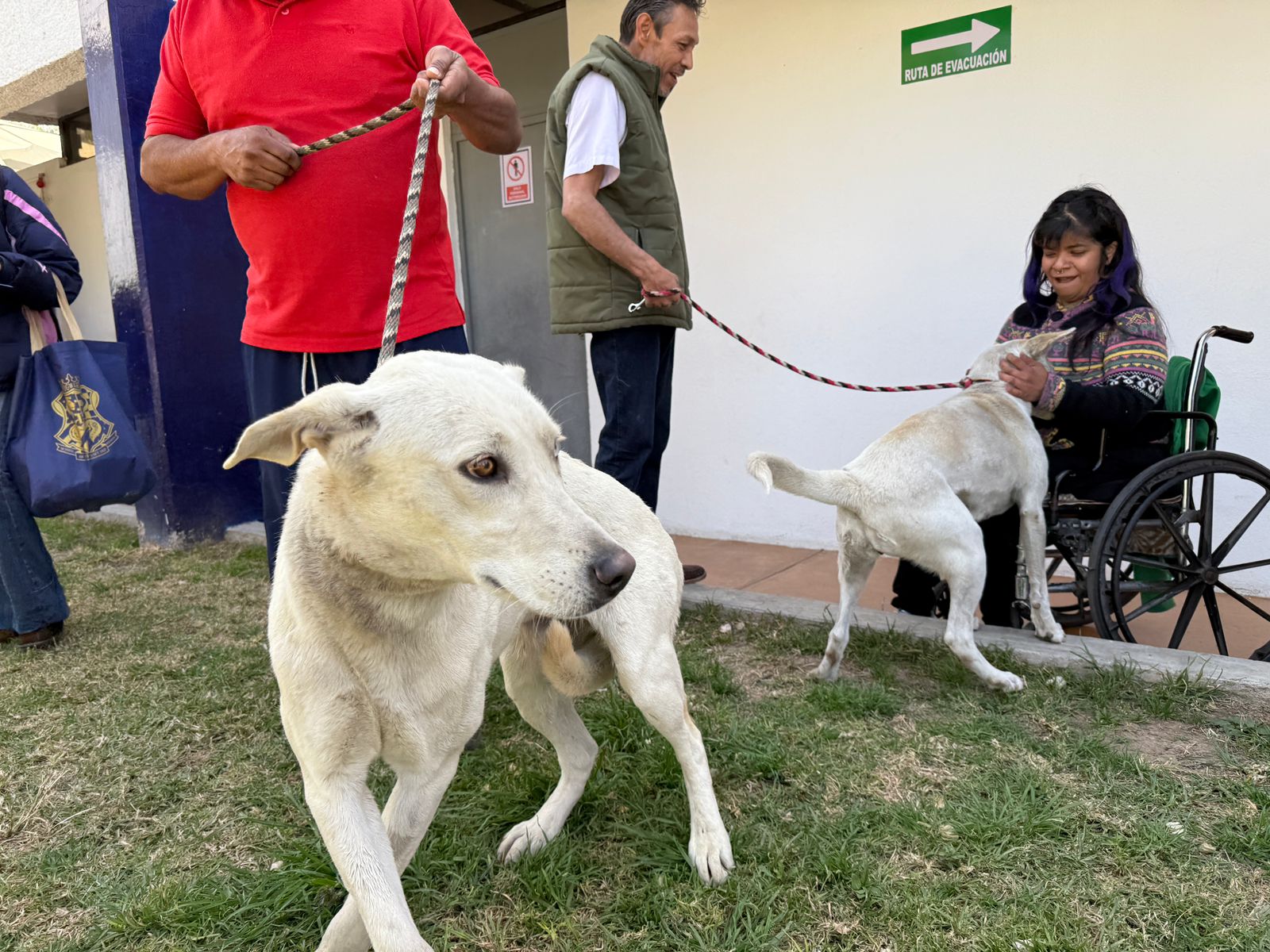 Aguascalientes Refuerza su Compromiso con el Bienestar Animal Tras Rescate en el Centro Histórico