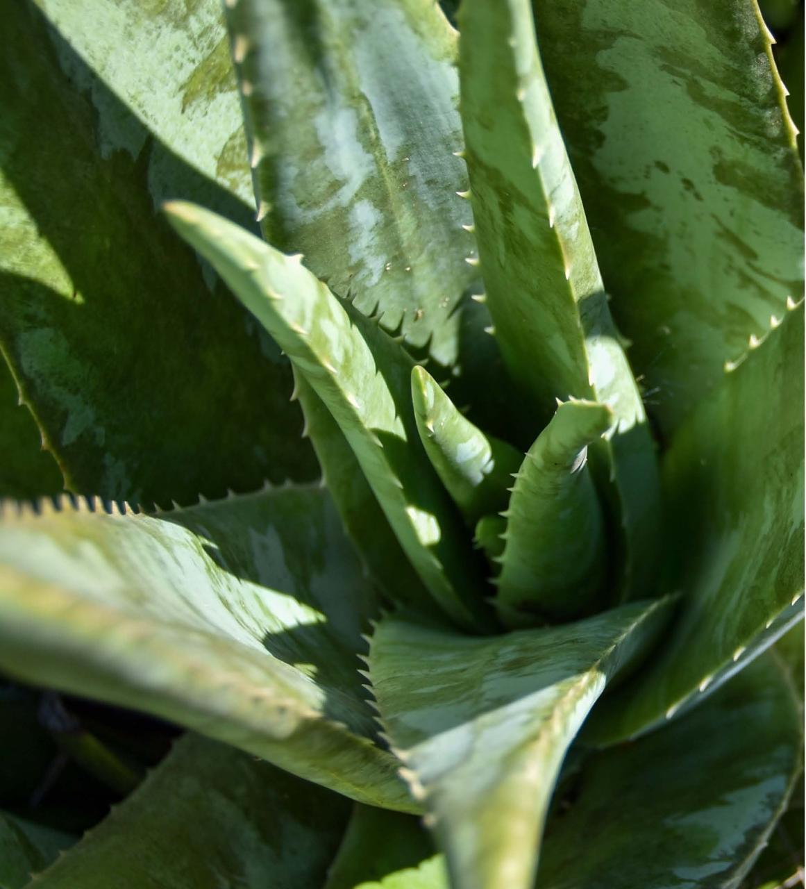 Aguascalientes brinda con orgullo: el mezcal local “Veneno del Alma” es reconocido entre los mejores de México