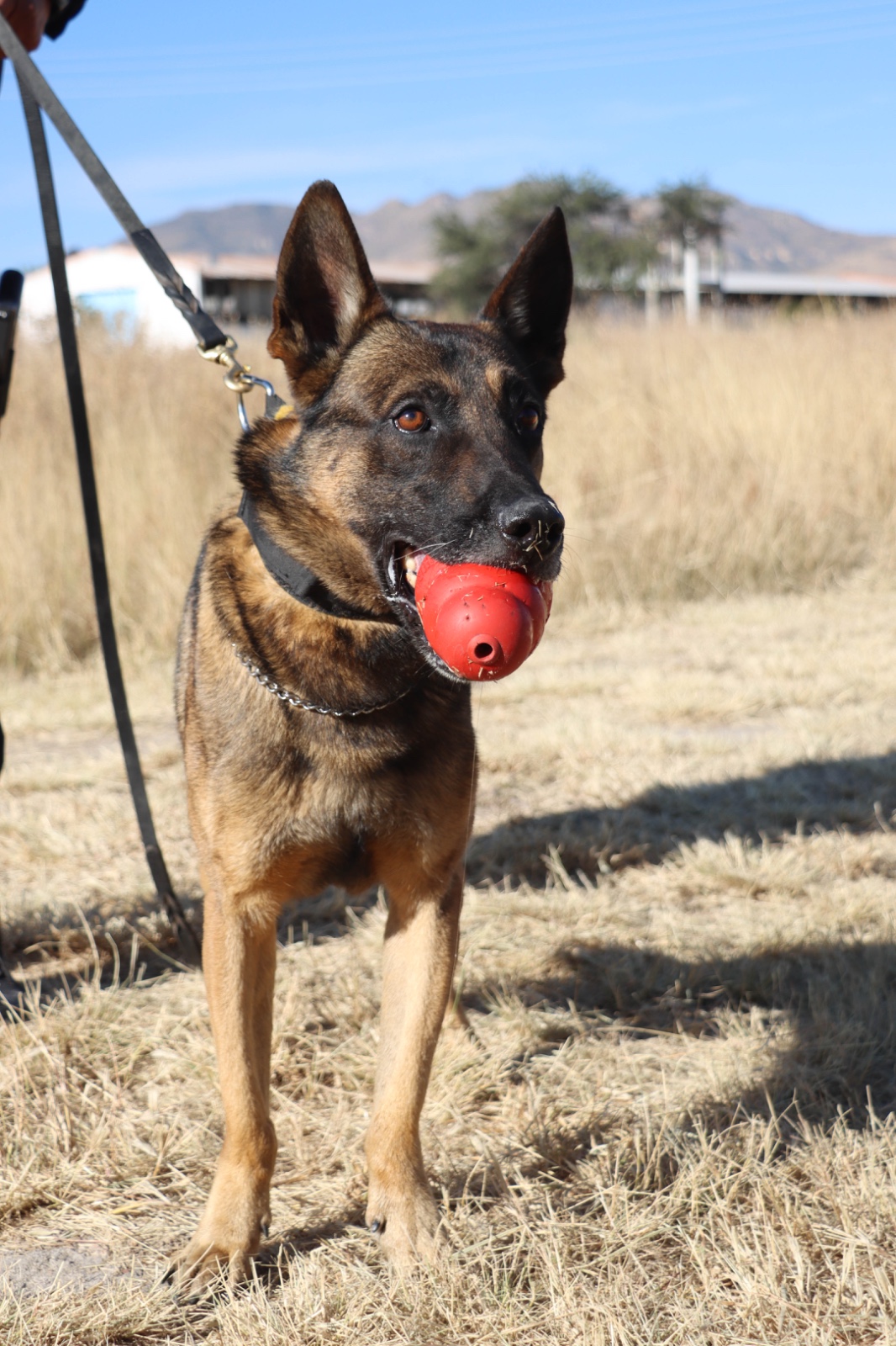 GRUPO K9 DE AGUASCALIENTES: LEALTAD, DISCIPLINA Y UNA LABOR QUE IMPACTA EN LA SEGURIDAD SOCIAL