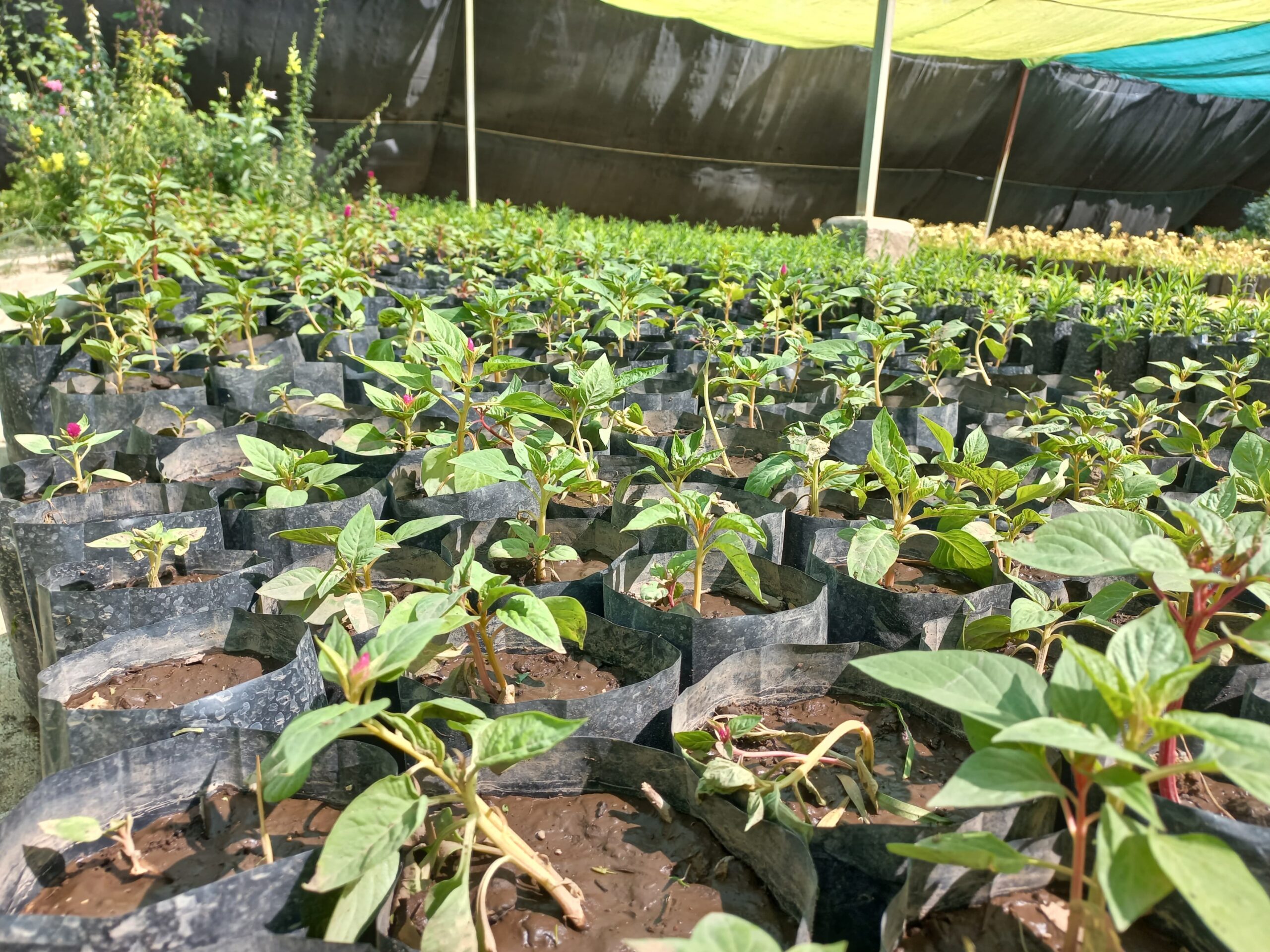 Vivero Municipal impulsa la adopción de plantas y árboles para fortalecer el entorno urbano