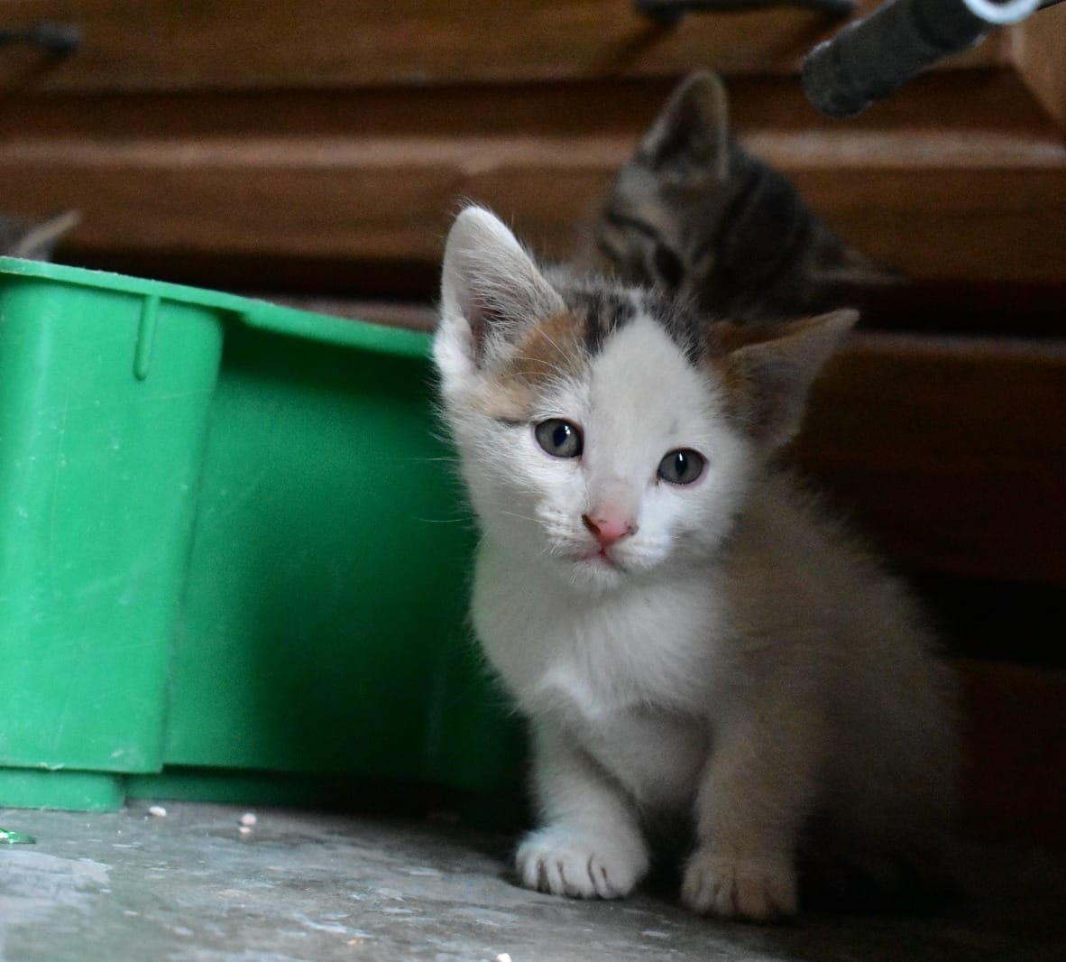 Refuerzan acciones de bienestar animal con nuevas jornadas de esterilización gratuita en Aguascalientes