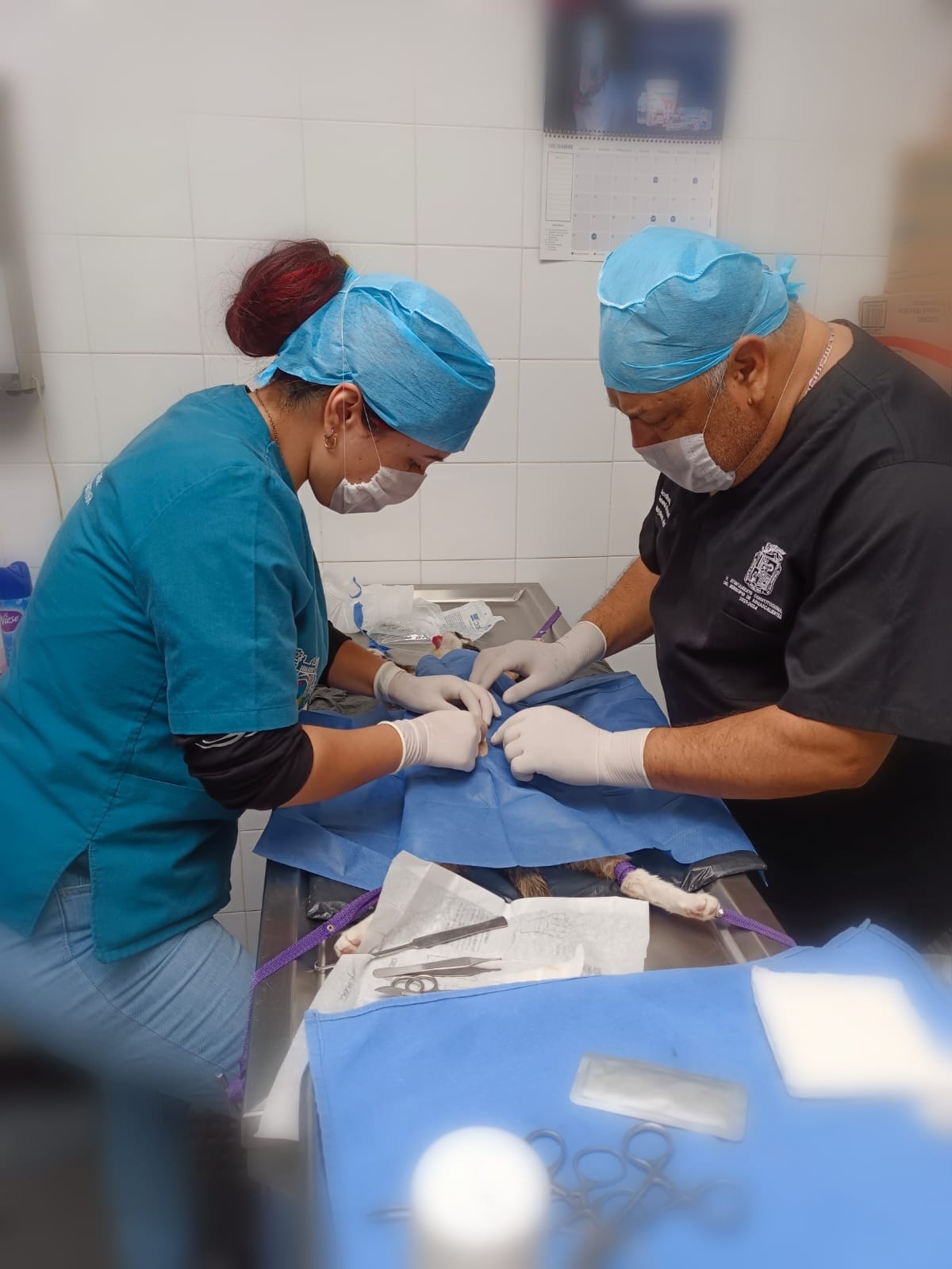 Refuerzan en Aguascalientes la prevención del abandono animal con campañas gratuitas de esterilización