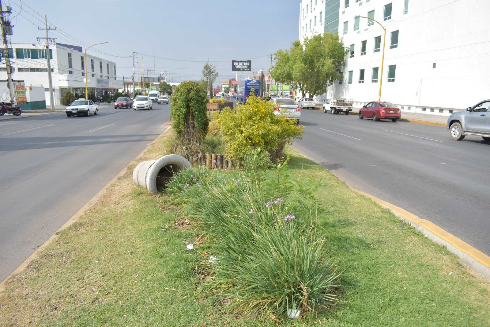 Refuerzan acciones de reforestación urbana en Primer Anillo para mejorar el entorno y la calidad de vida