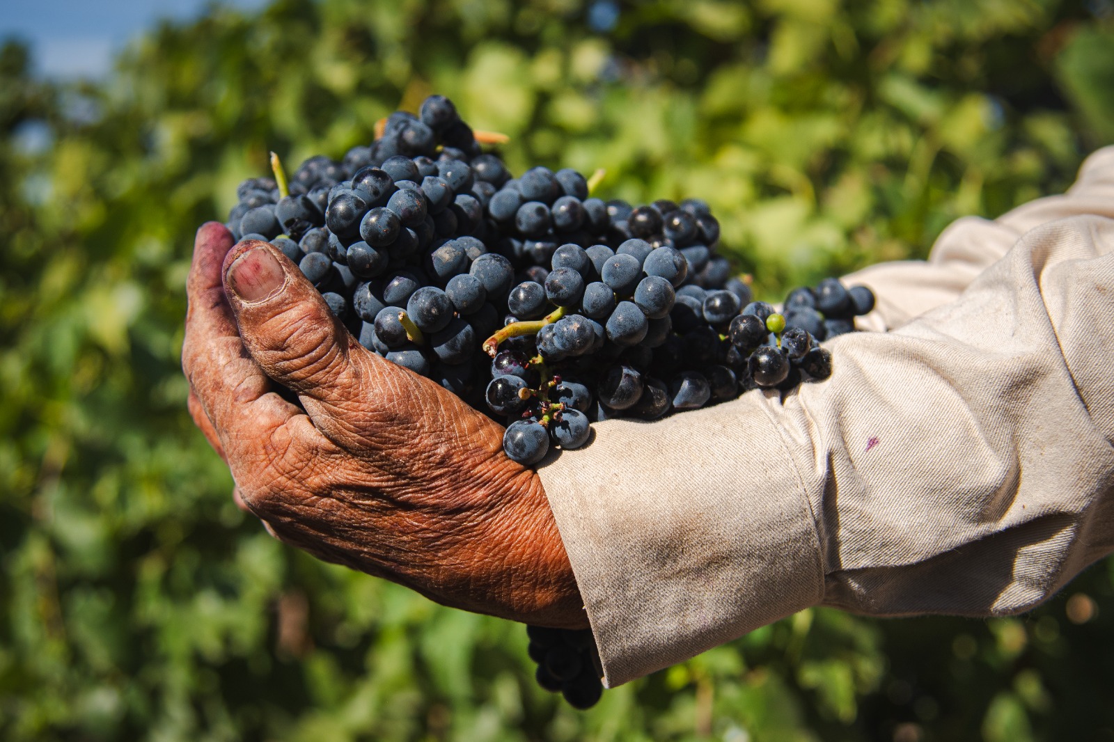 Aguascalientes se abre al mundo del vino con un congreso internacional que impulsa turismo y desarrollo